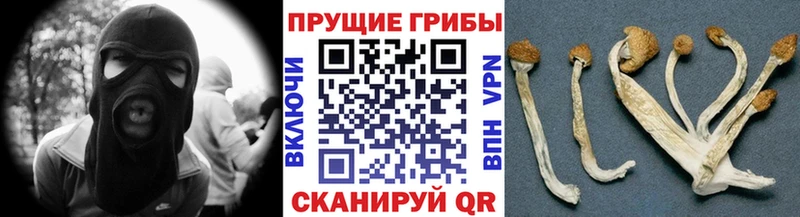 OMG рабочий сайт  Себеж  Псилоцибиновые грибы Psilocybine cubensis 
